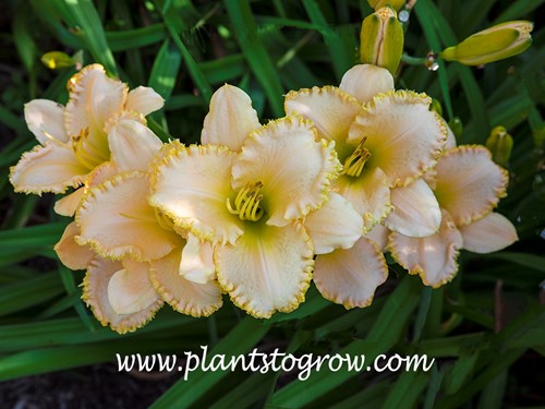 'Ode To Happiness' Daylily (Hemerocallis)